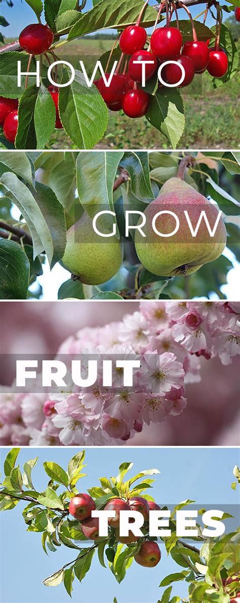 How To Grow Fruit Trees • The Garden Glove