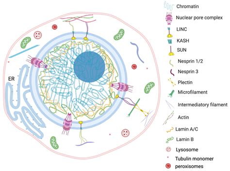 Nucleus Contexture And Interaction Between Nucleus And Cytoplasmic Download Scientific Diagram