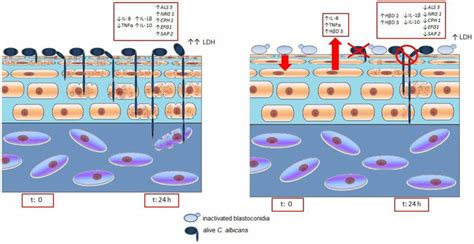 Interaction Model Of C Albicans Reconstituted Human Epithelium Rhe