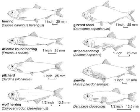 Alewife | River, Spawning & Migration | Britannica