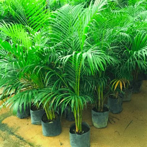 Areca palm Seeds | Plant Seeds – Plantohobby