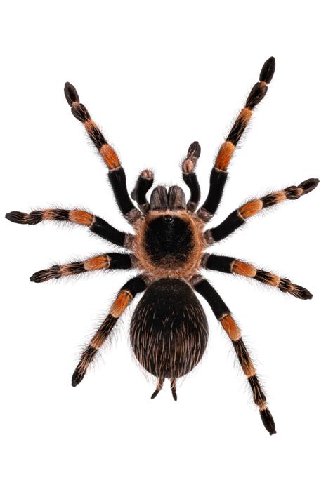 Mexican Redknee Tarantula on White Background