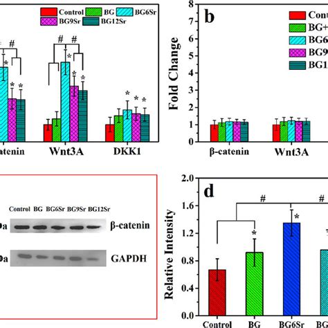 A Wntβ Catenin Signaling Pathways Related Genes Expression Of Hbmscs Download Scientific