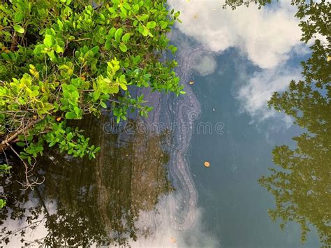 299 Polluted Wetland Stock Photos Free Royalty Free Stock Photos