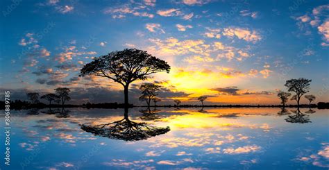 Panorama silhouette tree in africa with sunset.Tree silhouetted against ...