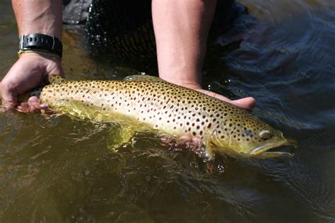 When Do Brown Trout Spawn