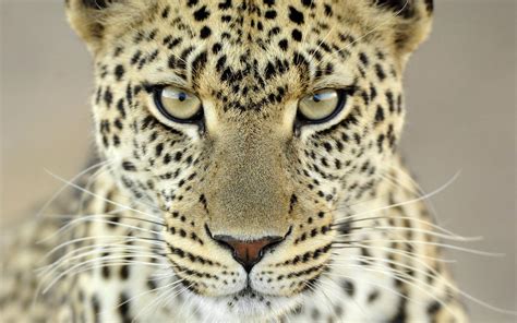 Cheetah Eyes Wallpapers - Top Free Cheetah Eyes Backgrounds ...