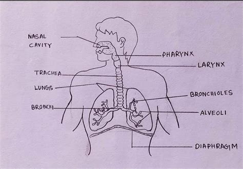 How To Draw A Human Respiratory System Diagram Drawing Easy Science Hot Sex Picture