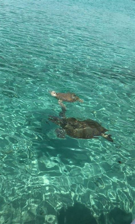 Two Turtles Swimming In The Clear Blue Water