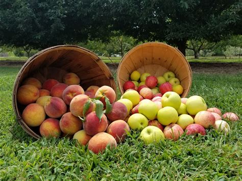 Morning Glory Orchard Is Best Fruit Orchard In You Can Visit In Tennessee