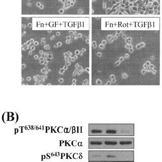 PKC pathway correlated with the integrin- and TGF ␤ 1- mediated cell ... 