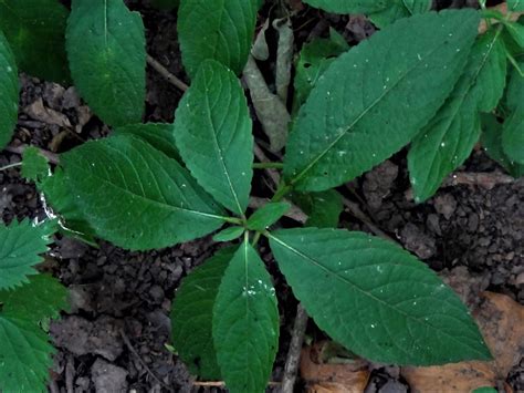 Dogs Mercury Dogs Cole Mercurialis Perennis