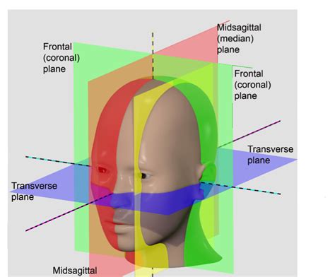 Frontal Plane Anatomy