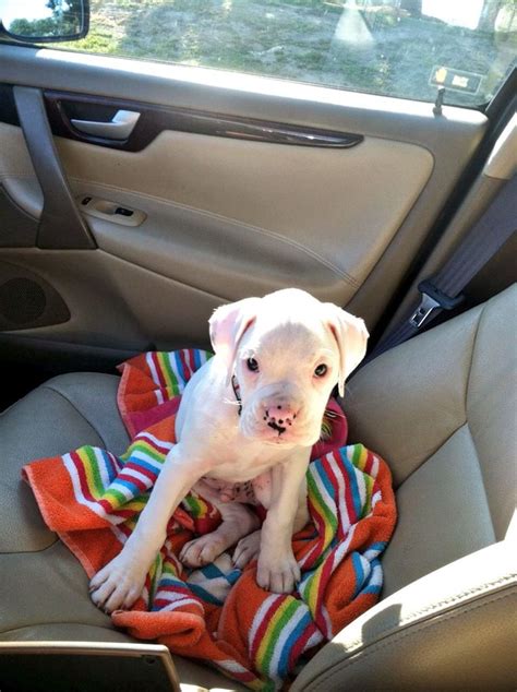 White boxer puppy | White boxer puppies, Boxer puppy, White boxers