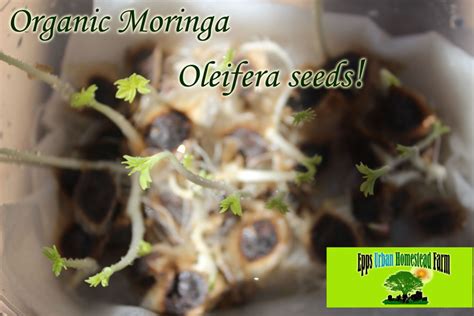 Organic Dwarf Moringa Seeds Rare