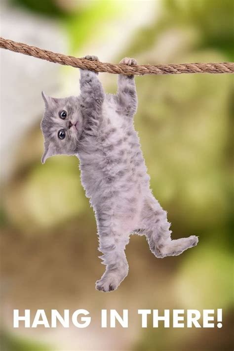 Hang In There Cat Poster 17x24inches Etsy