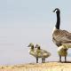 The Canada Goose Facts And Information Owlcation Education