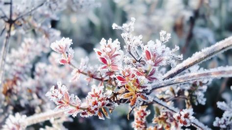 Quels Sont Ces Arbustes Qui Subliment Le Jardin En P Riode Dhiver