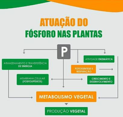 F Sforo Fun Es Nas Plantas E Como Aproveitar Este Nutriente No Solo