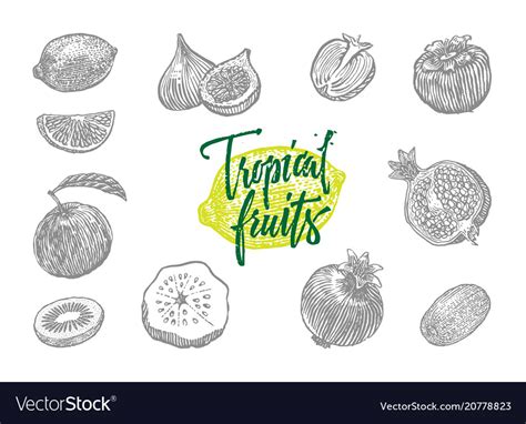 Tropical Fruits Icon Set Royalty Free Vector Image