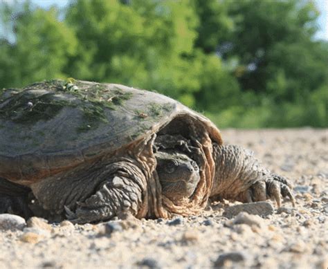 Common Snapping Turtle Gifs Get The Best On Giphy