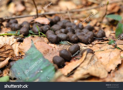 Deer Droppings Forest Doe Poop Female Stock Photo 1973076287 Shutterstock