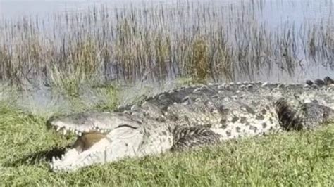 Massive crocodile dubbed ‘Croczilla’ sunbathes at Everglades National ...