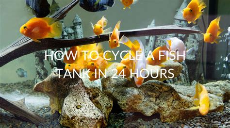 24 Hour Fish Tank Cycling Its Possible But Is It Worth It Betta