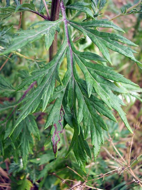 Mugwort Artemisia Vulgaris Wild Plants Plant Leaves Plants