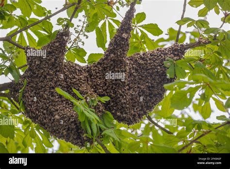 Honey Bee Hive Bee Apis Mellifera Mellifera Bee Swarm On A Tree