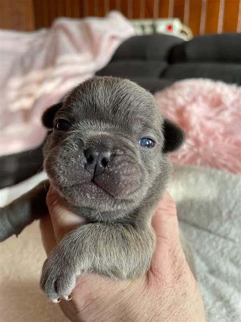 Magnifiques Chiots Bouledogue Français 59530 Uncompagnonfr