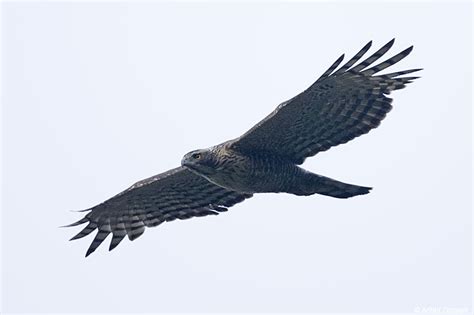 Mountain Hawk-eagle Nisaetus / Spizaetus nipalensis