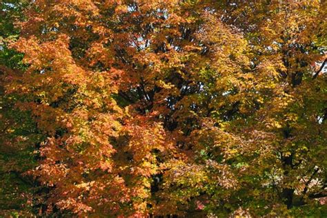 Acer Tat Hot Wings Tatarian Mpl Tree PP Bare Root Trees Of Montana