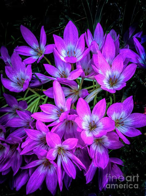 Fall Crocus Photograph by Robert Bales - Fine Art America