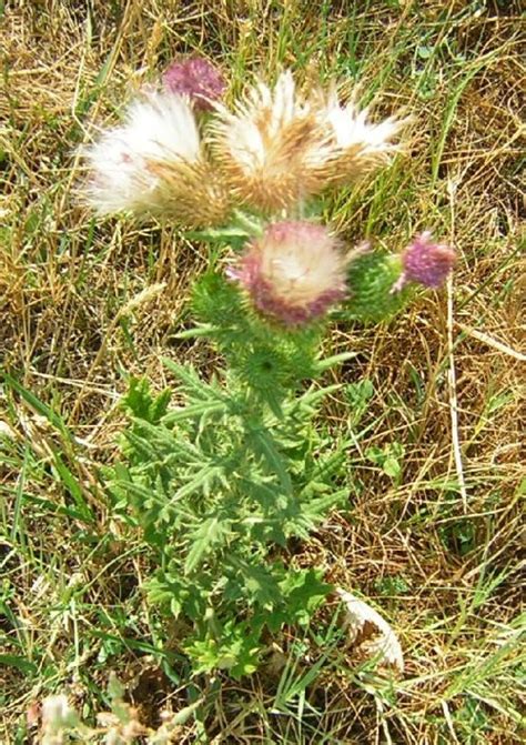 cirsium_vulgare.jpg - Cirsium vulgare - Raising Butterflies--How to find and care for butterfly ...