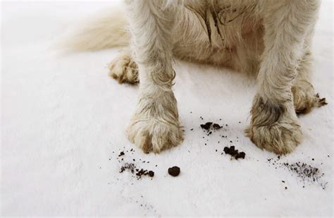 Pet Odor Stain Removal Treatments In Dfw Dalworth Clean