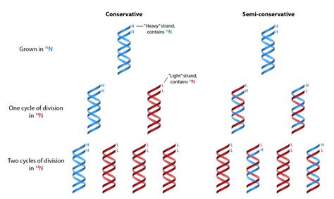 Semiconservative Replication Experiment