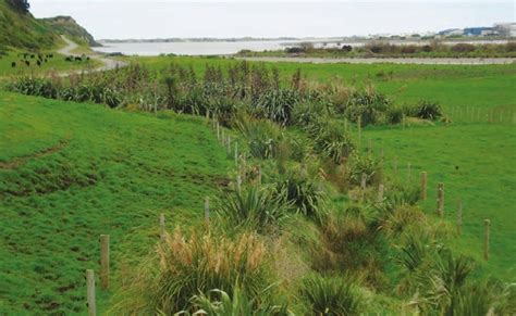 Nz Farm Forestry Riparian Planting Tips And Tricks For Maximising