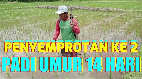 Penyemprotan Padi Ke 2 Berumur 14 Hst Antisipasi Hama Sundep Dan Hama