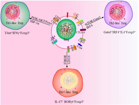 新一代调节性t细胞疗法：car Treg行业新闻 博康生物工程（山东）有限公司