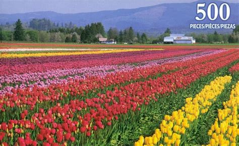 De Goedes Tulip Farm Mossyrock Wa Right Next To My House Love The Spring Here Scenery