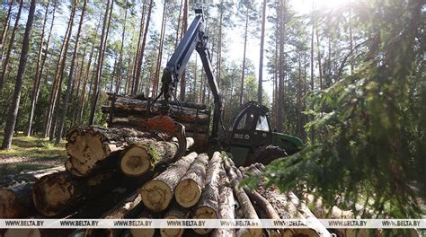 Рассказываем, сколько древесины можно купить по льготной цене, чтобы ...