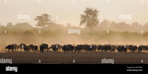 Large herd of Buffalo approaching a waterhole in the Tsavo National ...