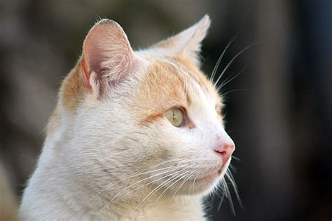 Nome Cientifico Do Gato - Gato (Felis catus) | Nome comum - Gato Nome científico - Fel… | Pedro ...