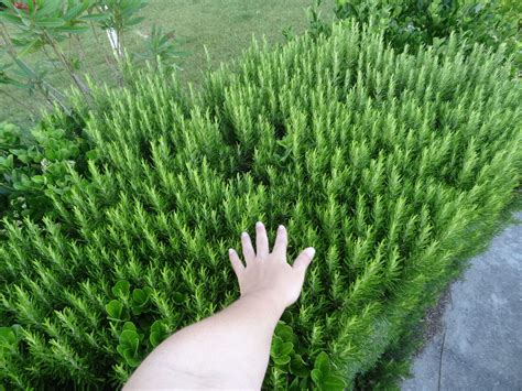 Rosemary grows wild in huge bushes | Backyard, Herbs, Rosemary