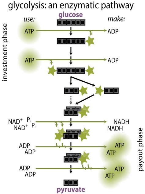 Glycolysis Simplified Chart | PDF