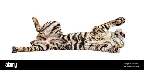 Tiger Lying Down On Its Back Isolated Stock Photo Alamy