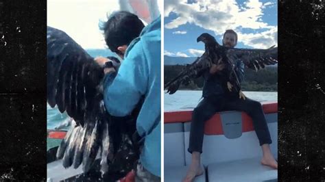 Man Rescues Drowning Baby Bald Eagle In Wild Video