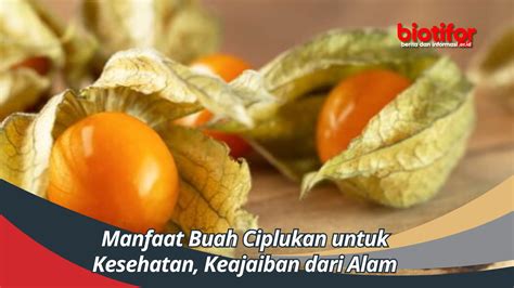 Manfaat Buah Ciplukan Untuk Kesehatan Keajaiban Dari Alam