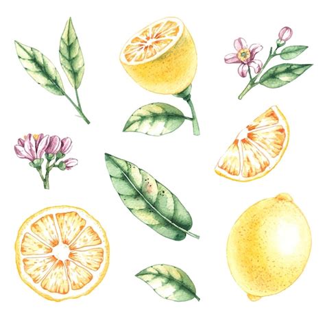 Premium Vector Watercolor Set Of Lemons